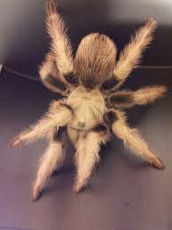 This species is a beautiful display tarantula and is read more… Zia Western Desert Tarantula Aphonopelma Chalcodes A Huge Female Found In The Arizona Desert Tarantula Pet Tarantula Arachnids Spiders
