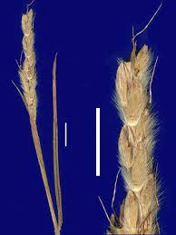 Image result for Ischaemum afrum