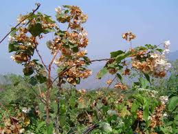 Image result for Dombeya burgessiae
