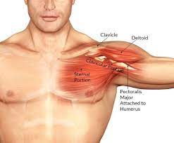 To know why this is happening, it is worth knowing more about the anatomy of the chest muscles. Chest Muscles Anatomy Bodybuilding Wizard