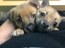 Maybe you would like to learn more about one of these? About Houston Pets Alive Houston Pets Alive