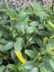 Image result for Ecbolium hastatum