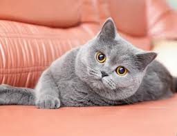 Check Out The 5 Most Popular Cat Breeds In The Us Sevimli Kedi Yavrulari Mavi Kediler Ve Kediler Ve Yavrulari