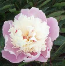 Easy to grow and maintain. Leo Berbee Bulb Company