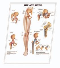 Jdr Branding 3d Anatomical Chart Hip And Knee