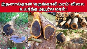 Download Karungali Mp4 Mp3 3gp Daily Movies Hub Anandha oli foundationகருங்காலி மரமும் ஆன்மீகமும்#karungali #கருங்காலி #anmegamஅன்பானவர்களே முக்கிய அறிவிப்புஆணாக இருந்தாலும் பெண்ணாக இருந்தாலும் வீட்டிலிருந. download karungali mp4 mp3 3gp