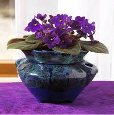 African violets, also known as saintpaulia, are great plants for indoor growth because of their beauty, resilience, and relatively simple care. African Violet Indoor House Plants Air Purifier Plant