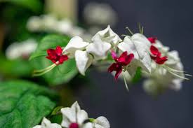 Image result for Clerodendrum