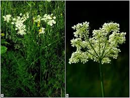 Image result for Polygala latipetala