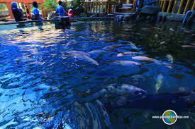 Batu maung is a residential neighbourhood in the malaysian state of penang. Penang Aquarium Akuarium Tunku Abdul Rahman Batu Maung