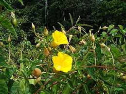 Image result for Merremia palmata