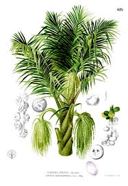 Pantu, mulong dan jenis daun tebal. Enau Wikipedia Bahasa Indonesia Ensiklopedia Bebas