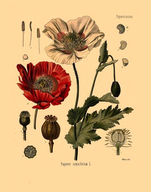 Tanaman Opium (Papaver somniferum), akar sejarah narkotika dunia., buatan AI