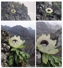 Mấy hôm trước có kể cho các bạn nghe về loại thái tuế linh chi (太歲靈芝) một món thuốc quý hiếm. G77hykpegfa4um