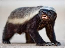 Honey badger vs wolverine size. Honey Badger Vs Lion Fight Comparison