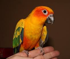 What is the best bird for a pet. Best Bird As Pet For Kids And Beginners