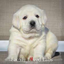 Find labrador in dogs & puppies for rehoming | find dogs and puppies locally for sale or adoption in canada : English Lab Puppies Family Loved Labs