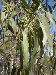 Image result for Eucalyptus tereticornis