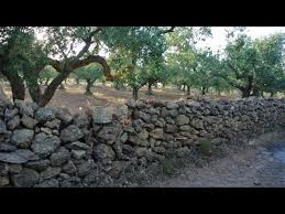 We did not find results for: Nocellara Del Belice Olives And Olive Oil Youtube
