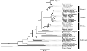 Image result for Ascolepis densa