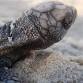 2025 IN-PERSON TurtleWatch Pre-Season Training Session event image