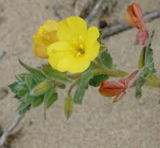 Image result for Vangueria cistifolia