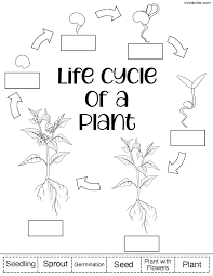 Free printable coloring worksheet for kindergarten. Plant Life Cycle For Kids Free Worksheets Mombrite