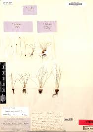 Image result for Isoetes welwitschii