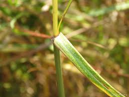 Image result for Hyparrhenia rufa