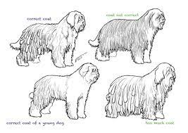 Check spelling or type a new query. Sab Page Societa Amanti Del Pastore Bergamasco Videos Facebook