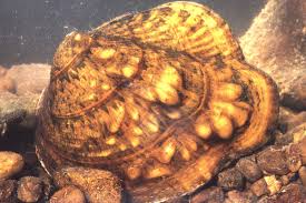 Image result for Bothriocline muschleriana