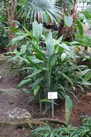 Image result for Dracaena aubryana