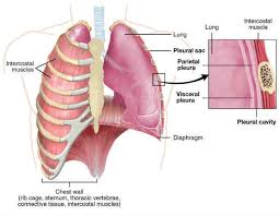 Oltre all'embolia polmonare acuta (che verrà ampiamente trattata di seguito), tra le cause di cuor polmonare acuto, deve essere presa in considerazione anche il pnx (1). Versamento Pleurico Segni Sintomi E Assistenza Infermieristica