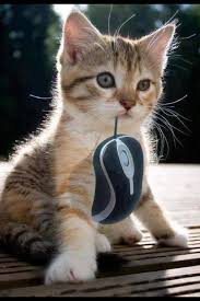 Cat And Mouse Game Cute Animals Funny Cat Memes Funny Animal Pictures