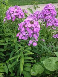 Pin On Flowers Perennials