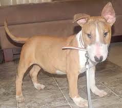 Rocky is 6 years old and a loving, sweet & patient dog. Bull Terrier Puppies For Sale Craigslist Petsidi