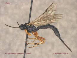 Image result for Pimpinella ledermannii