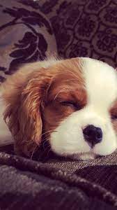 12 Week Old Cavalier King Charles Spaniel Puppy King Charles Cavalier Spaniel Puppy King Charles Spaniel Cavalier King Charles Spaniel
