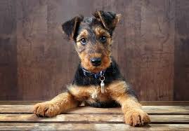 We did not find results for: Airedale Terrier For Sale Ireland Pets Lovers