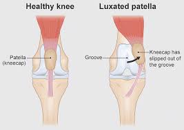 Luxating Patella In Dogs Pdsa