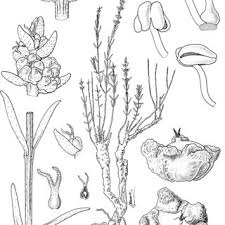 Image result for Chenolea diffusa