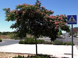 Image result for Albizia isenbergiana