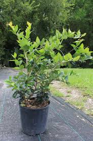 Image result for Ligustrum