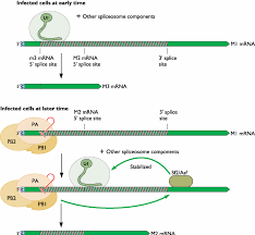 Die rnase r ist eine 3'→5' exoribonuklease, die bei der degradation von mrna in bakterien involviert ist. Https Www Klinikum Uni Heidelberg De Fileadmin Inst Hygiene Molekulare Virologie Pdf Ss07 Ss07 05 Rna Prozessierung Pdf