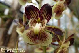 Image result for Oeceoclades saundersiana