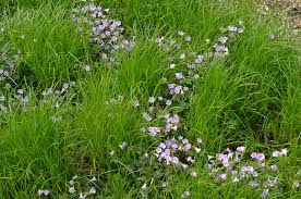 Image result for Carex brassii