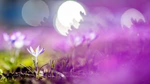 Hier gibt es drei verschiedene termine: Tag Und Nachtgleiche Fruhlingsanfang Wandert Richtung 19 Marz Zdfheute