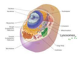 We know that multiple membranes surround the organelles too. Lysosome
