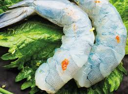 Image result for Caledonia Blue 1988 Vista