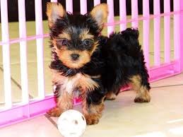 If you are unable to find your puppy in our puppy for sale or dog for sale sections, please consider looking thru thousands of dogs for adoption. Yorkie Puppy For Sale In Georgia Petswall
